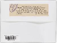 Gnomonia setacea image