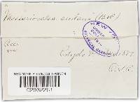 Massariovalsa sudans image