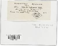 Penicillium glaucum image