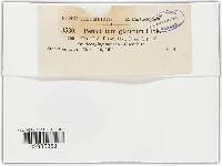 Penicillium glaucum image