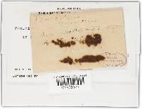 Penicillium glaucum image