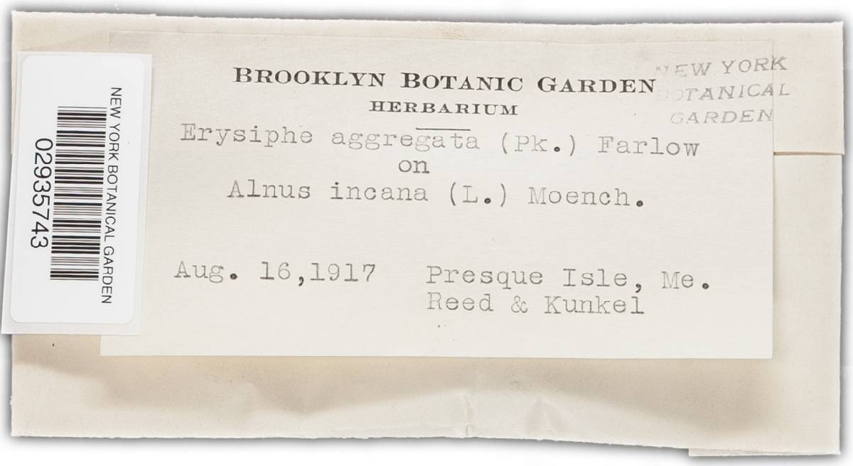 Erysiphe aggregata image