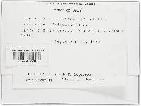 Golovinomyces cichoracearum image