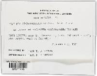 Golovinomyces cichoracearum image