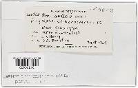 Golovinomyces cichoracearum image