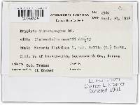 Golovinomyces cichoracearum image