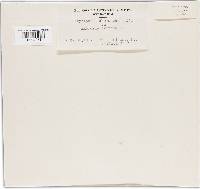 Golovinomyces cichoracearum image