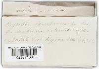 Golovinomyces cichoracearum image