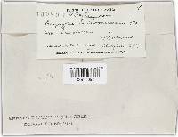 Golovinomyces cichoracearum image