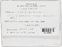 Microsphaera alphitoides image