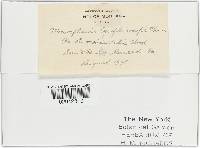 Microsphaera symphoricarpi image