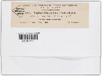 Phyllactinia guttata image