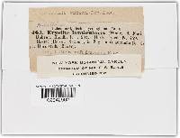 Phyllactinia guttata image