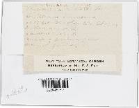 Phyllactinia guttata image