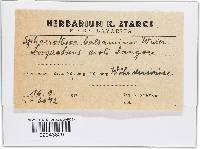 Thumbnail image of current specimen