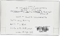 Thumbnail image of current specimen