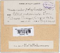 Pleochaeta polychaeta image