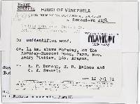 Bionectria byssicola image