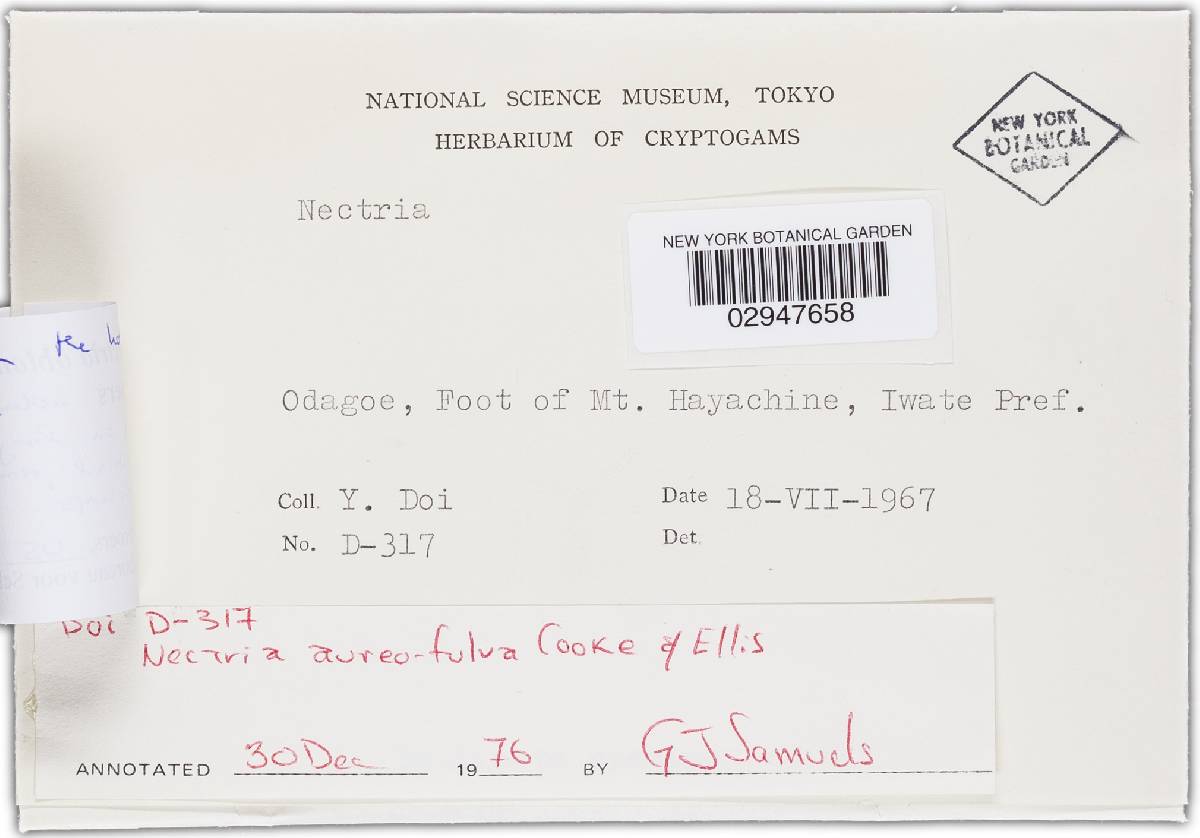 Bionectria oblongispora image