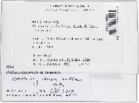 Bionectria ochroleuca image