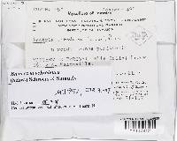 Bionectria ochroleuca image