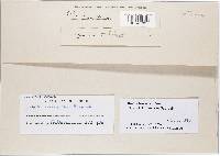 Bionectria ochroleuca image