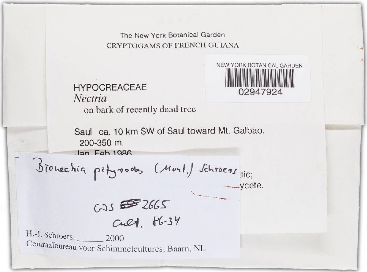 Bionectria pityrodes image