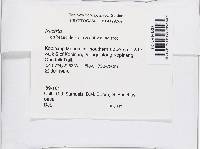 Bionectria sporodochialis image