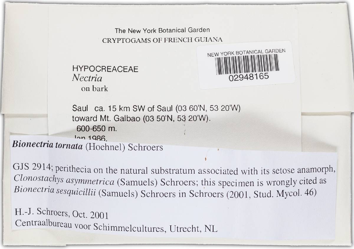 Bionectria tornata image