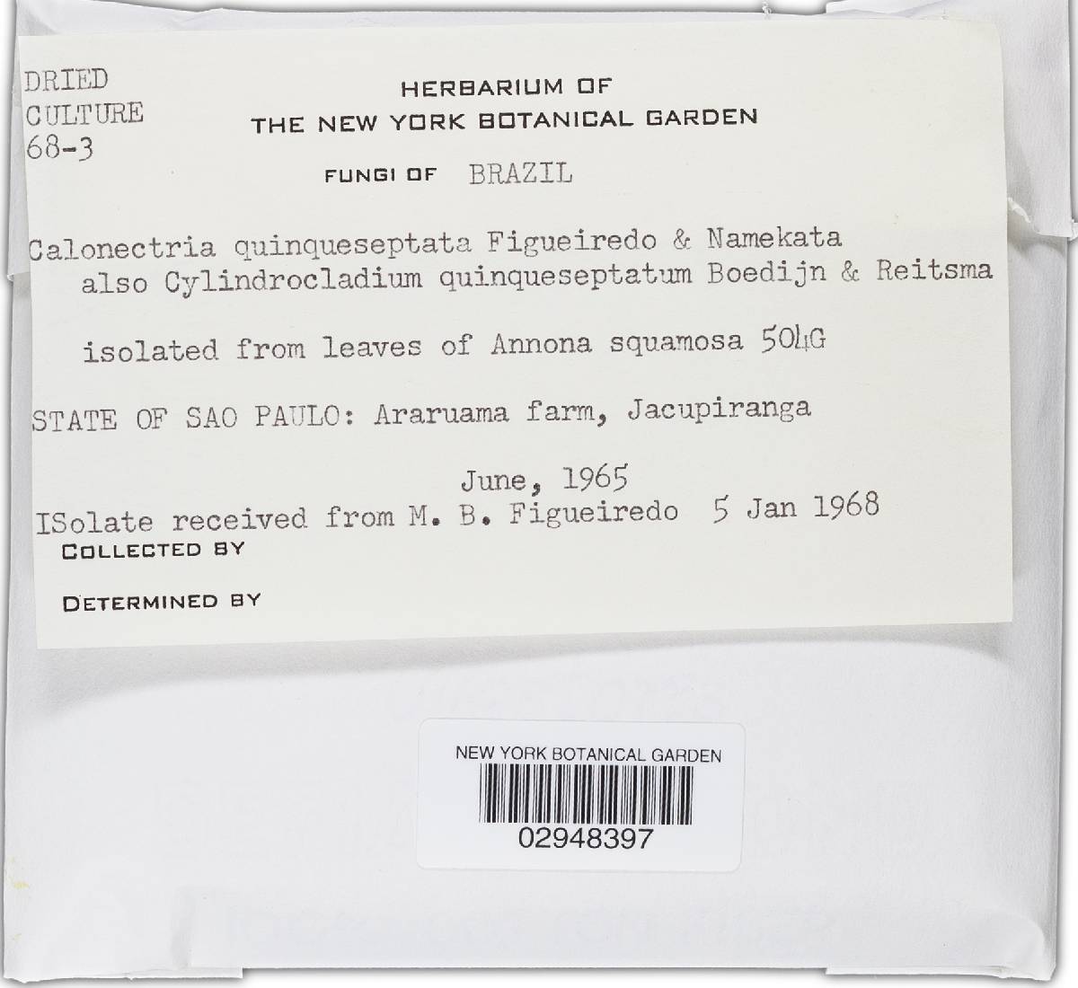 Calonectria quinqueseptata image