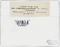 Gibberella zeae image