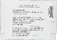 Hypocrea gelatinosa image