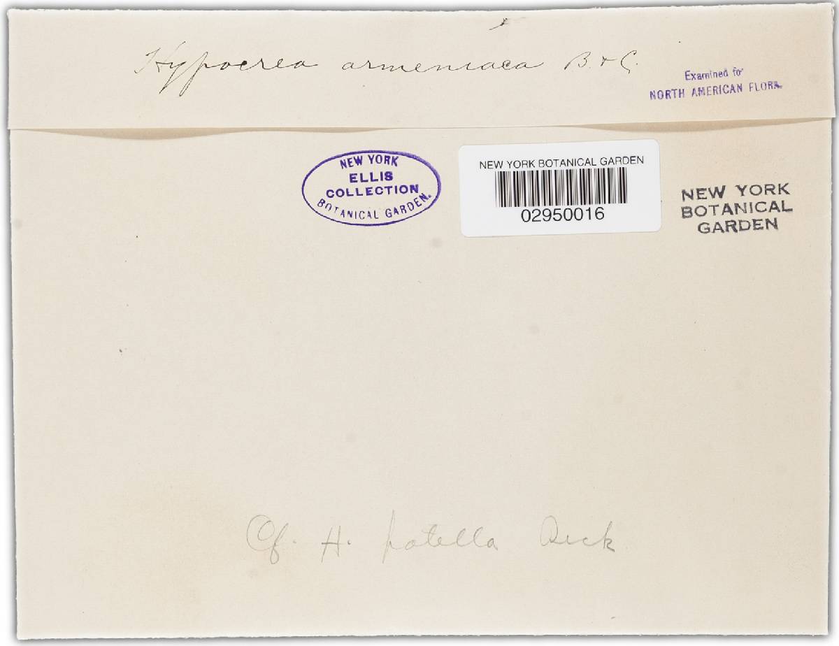 Hypocrea patella image