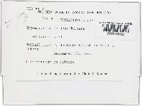 Hypomyces armeniacus image