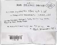 Hypomyces aurantius image
