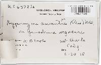 Hypomyces aurantius image