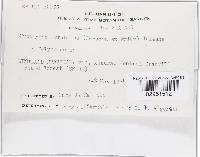 Hypomyces aurantius image