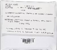 Hypomyces aurantius image