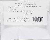 Hypomyces hyalinus image