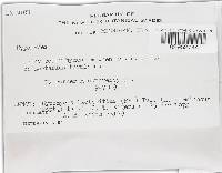 Hypomyces lateritius image