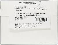 Hypomyces lateritius image