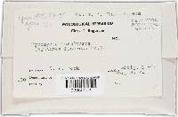 Hypomyces lateritius image