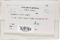 Hypomyces torminosus image