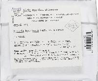 Bionectria byssicola image