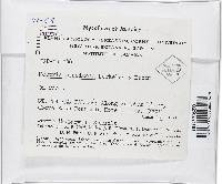 Bionectria byssicola image