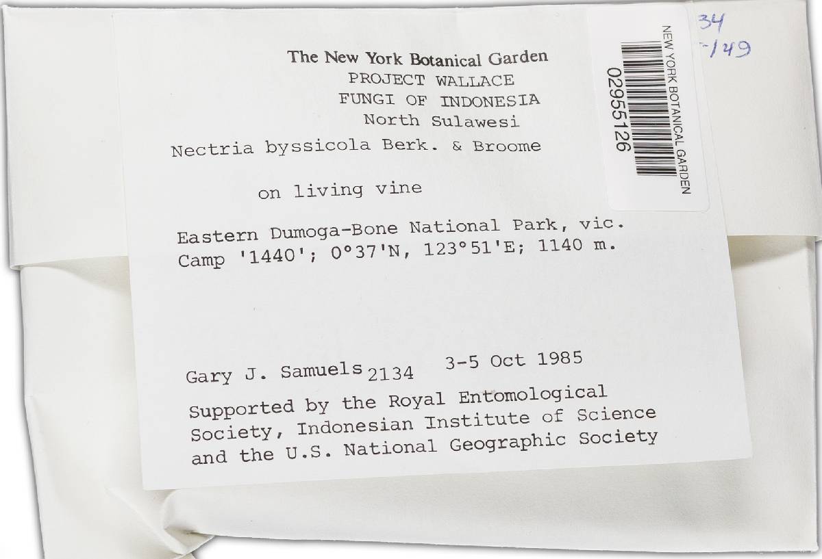 Bionectria byssicola image