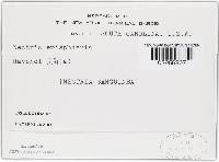 Nectria episphaeria image