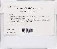 Lanatonectria flavolanata image