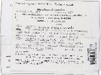 Lanatonectria flavolanata image