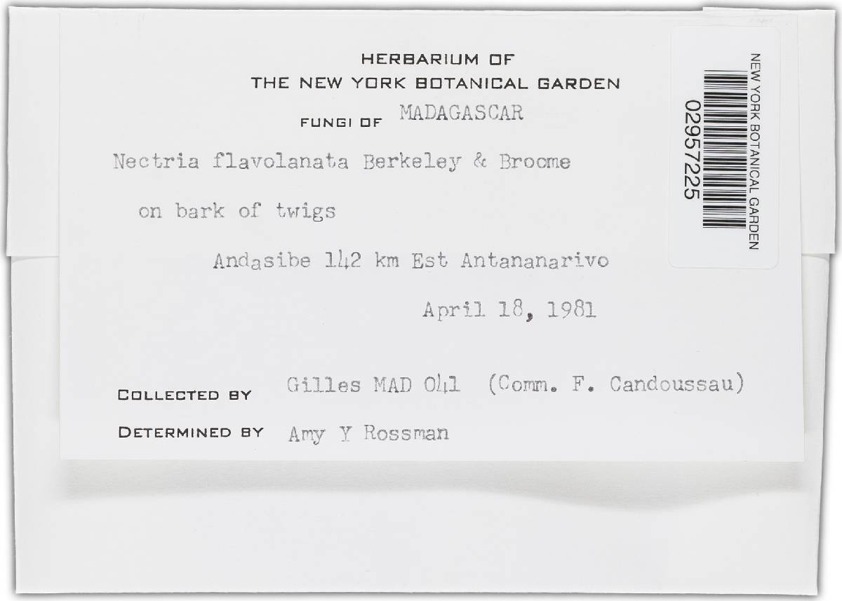 Lanatonectria flavolanata image